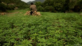 FILE PHOTO: A farmer guards his plantation of cannabis near Chefchaouen, March 27, 2008./File Photo