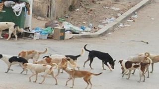 العيون تنظم حملة لجمع الكلاب الضالة ومكافحة داء السعار