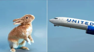 أرنب يشعل النار في طائرة أمريكية ويجبرها على الهبوط الاضطراري