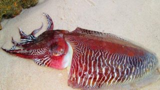 المعهد الوطني للبحث في الصيد البحري يصدر بلاغًا بشأن منع صيد الحبار (Sepia) في المنطقة الجنوبية