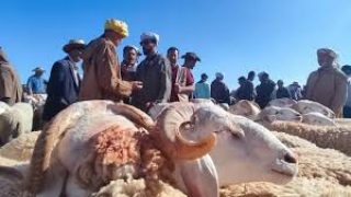 السلطات المحلية بجهة العيون الساقية الحمراء تمنع جميع الأنشطة المرتبطة بـ”ذبح الأضاحي”