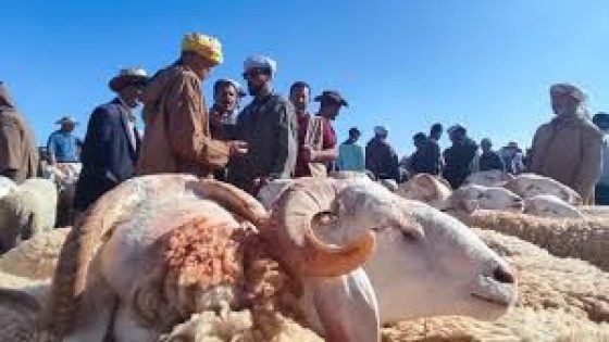 السلطات المحلية بجهة العيون الساقية الحمراء تمنع جميع الأنشطة المرتبطة بـ”ذبح الأضاحي”
