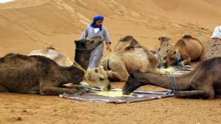 مُربو الإبل في العيون يطالبون بتدخل عاجل قبل حلول موسم “الصمايم”