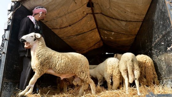 مربو الأغنام بالمغرب يحذرون من تأثير توترات الشرق الأوسط على أسعار الأعلاف قبل عيد الأضحى