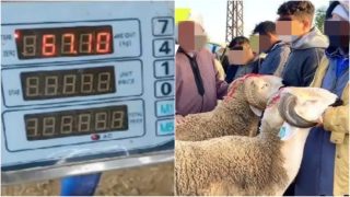 اياما قليلة قبل عيد الاضحى . مطالب رقمية بقطع الطريق على الشناقة في بهذا الحل الناجع .