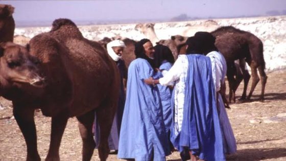 موريتانيا تستعد لتصدير الإبل نحو الأقاليم الجنوبية لتعزيز التموين واستقرار الأسعار