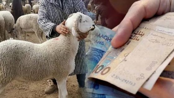 حيرة في أسواق الأضاحي بالمغرب وسط استمرار ارتفاع الأسعار وتدابير حكومية لضبط السوق