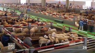العيون: جماعة المدينة ومصالح الداخلية تواكبان تنظيم الأسواق وضمان السير العادي للنشاط التجاري خلال فترة عيد الأضحى