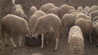 تلف لحوم الأضاحي يثير تساؤلات واستياءً في أوساط عدد من الأسر المغربية خلال عيد الأضحى