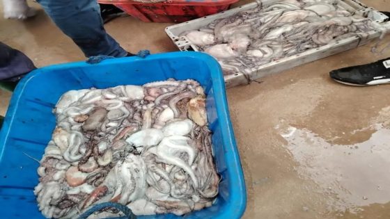 بوجدور.. ضبط شحنة أخطبوط مصطاد في خرق للحصة القانونية
